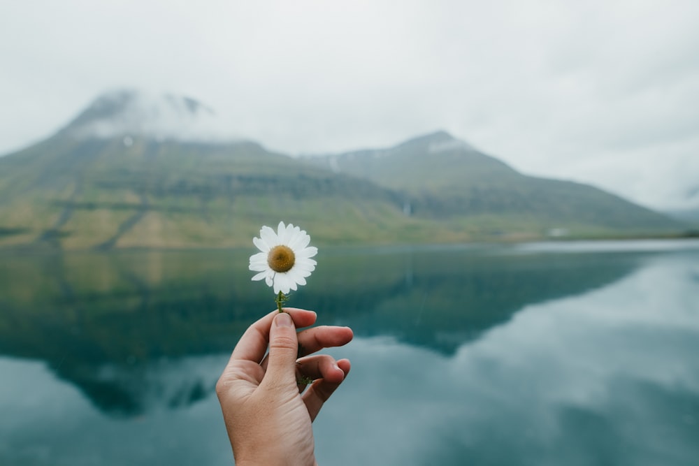 person holding white dandelion flower