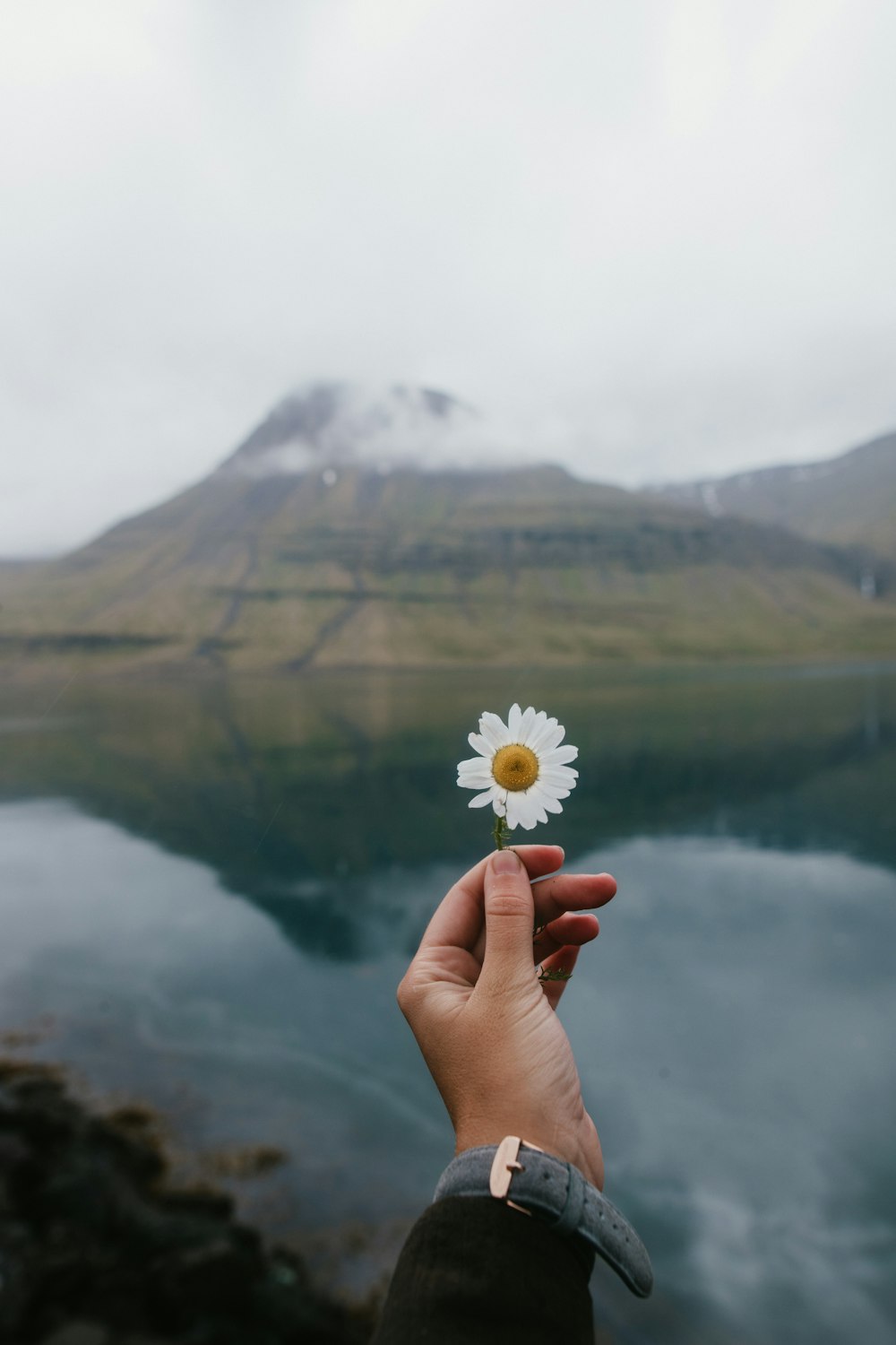 person holding white daisy flower