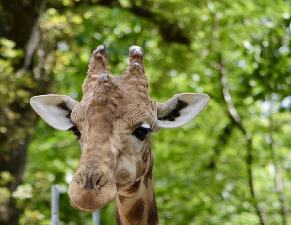 brown giraffe in tilt shift lens