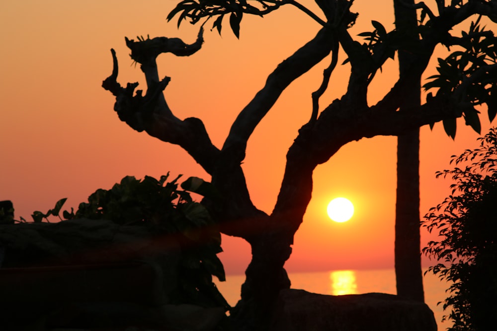 silhouette of tree during sunset