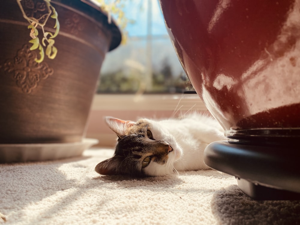 brown tabby cat lying on white textile