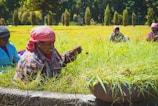 A group of women wearing colorful headscarves and clothing engage in agricultural work, sitting in a lush, green field under bright sunlight. One woman in the foreground holds a handful of plants, placing them into a large basin. Trees and shrubs line the background, creating a natural, serene environment.