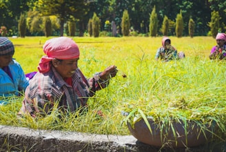 A group of women wearing colorful headscarves and clothing engage in agricultural work, sitting in a lush, green field under bright sunlight. One woman in the foreground holds a handful of plants, placing them into a large basin. Trees and shrubs line the background, creating a natural, serene environment.
