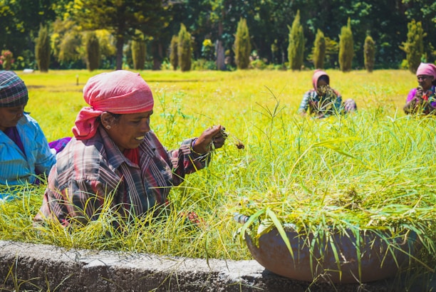 A group of women wearing colorful headscarves and clothing engage in agricultural work, sitting in a lush, green field under bright sunlight. One woman in the foreground holds a handful of plants, placing them into a large basin. Trees and shrubs line the background, creating a natural, serene environment.