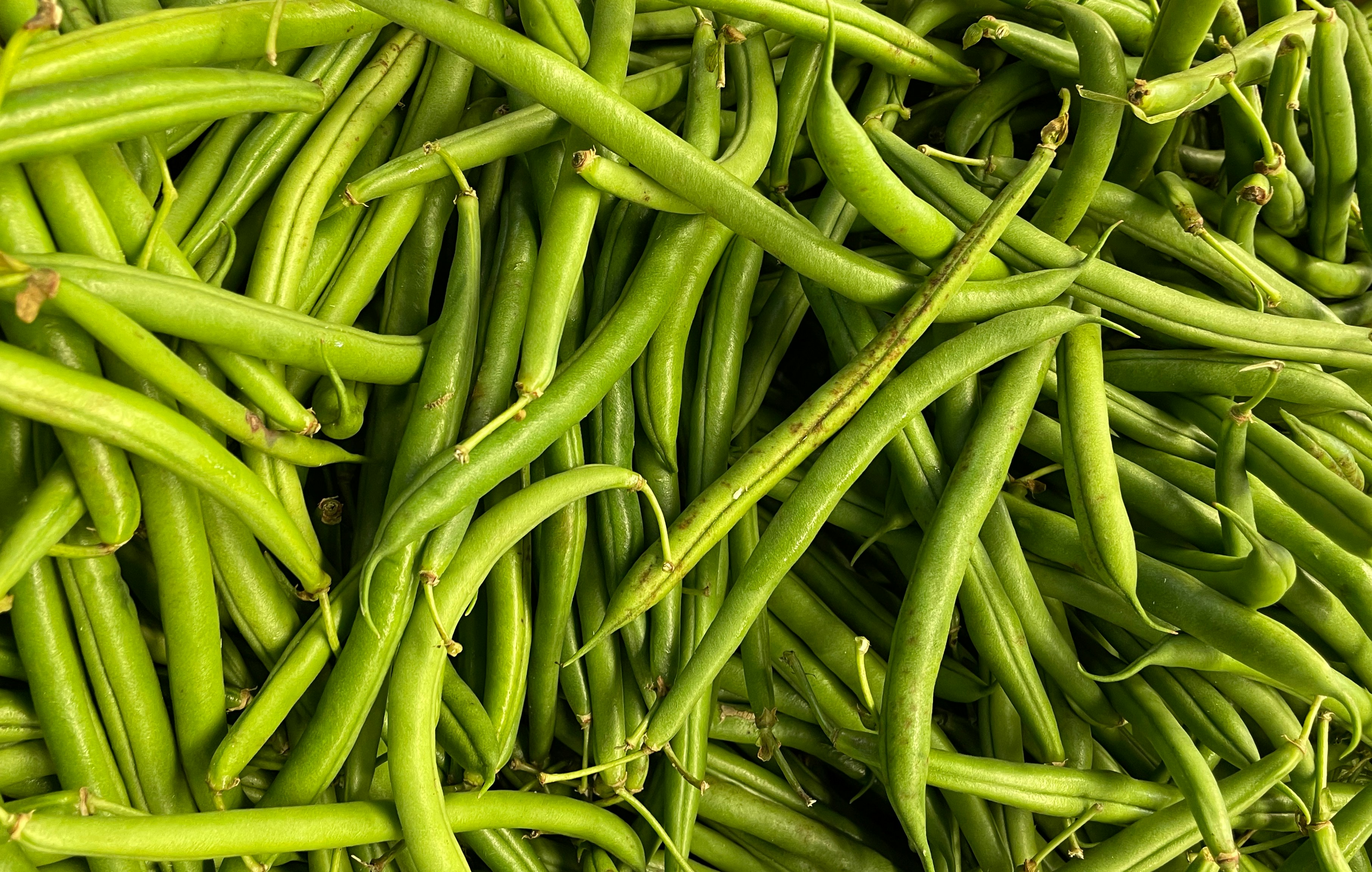 Fresh bright green beans spread uniformly on clean white background showing consistent size and vibrant green color, overhead natural light