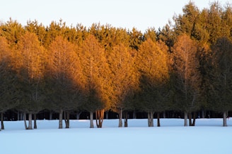 A row of trees stands in a snowy landscape with warm sunlight illuminating their branches, creating a striking contrast with the cool snow. The trees are dense and predominantly coniferous, with green tops and autumnal orange-brown foliage closer to the ground.