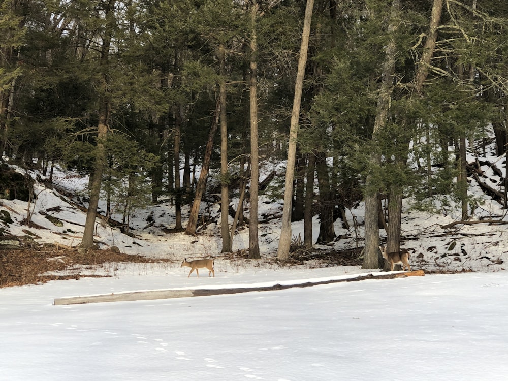 green trees on snow covered ground during daytime