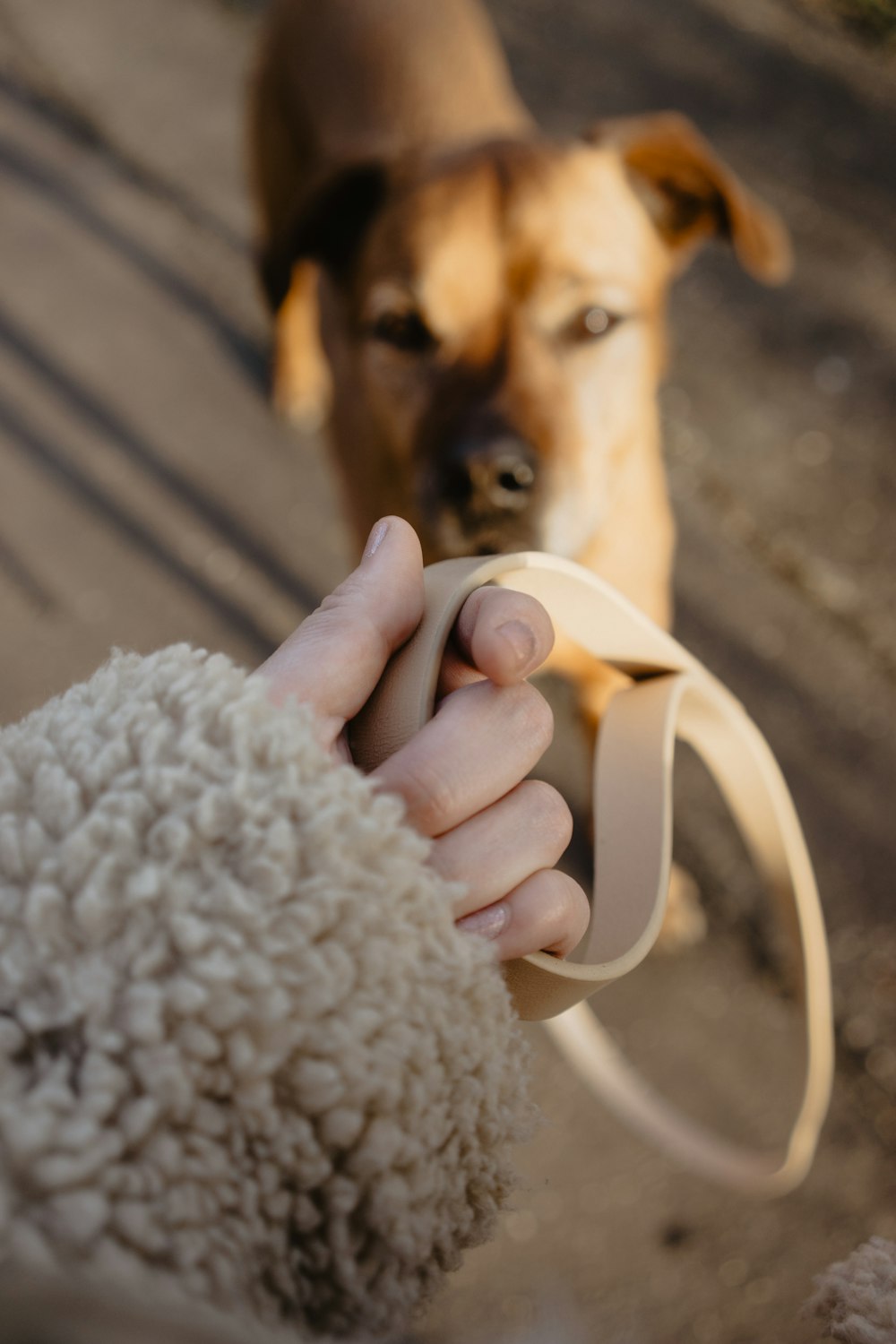 person holding brown short coated dog