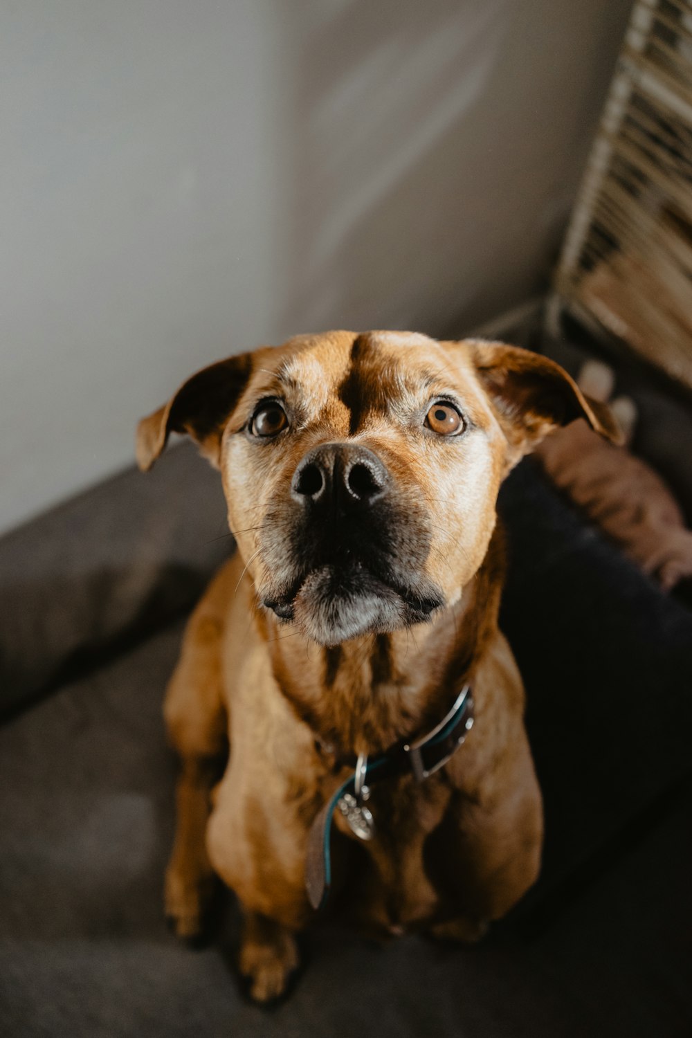 brown short coated dog sitting on gray couch