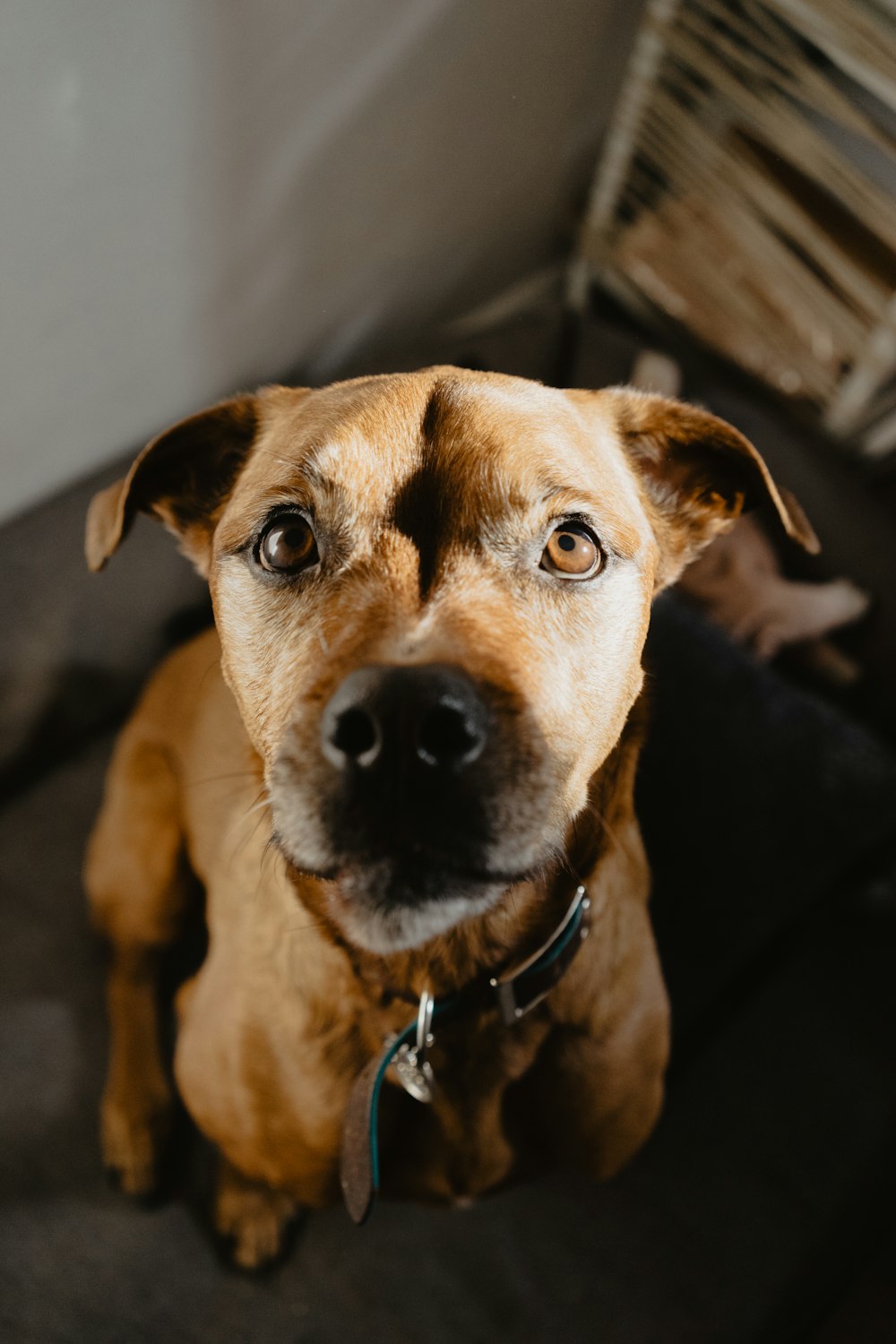 brown short coated medium sized dog