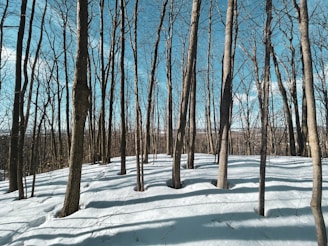 brown bare trees on snow covered ground during daytime