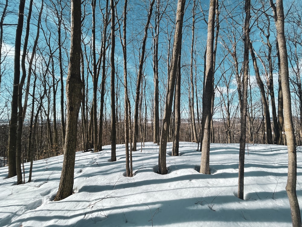 brown bare trees on snow covered ground during daytime