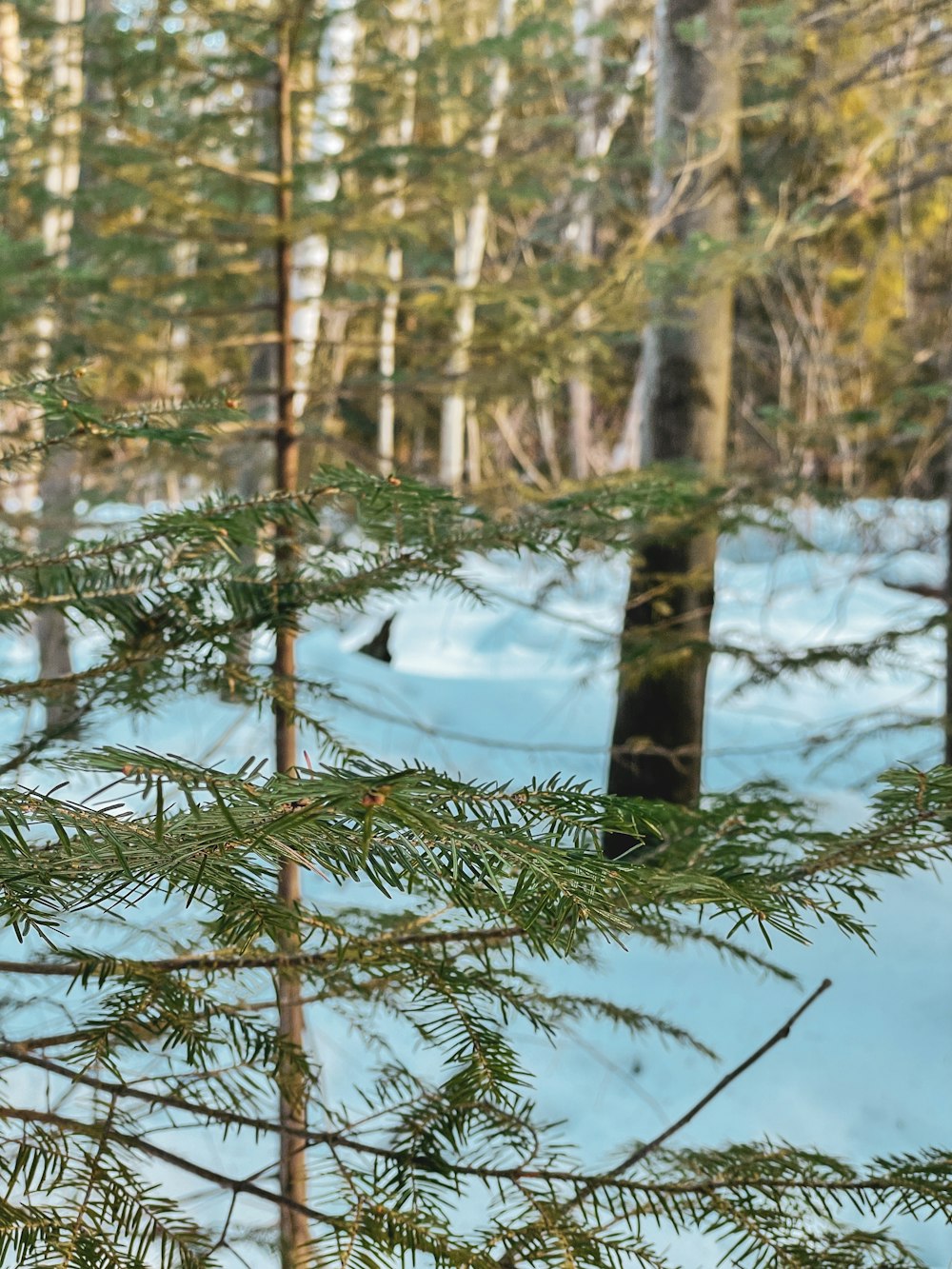 green pine tree covered with snow