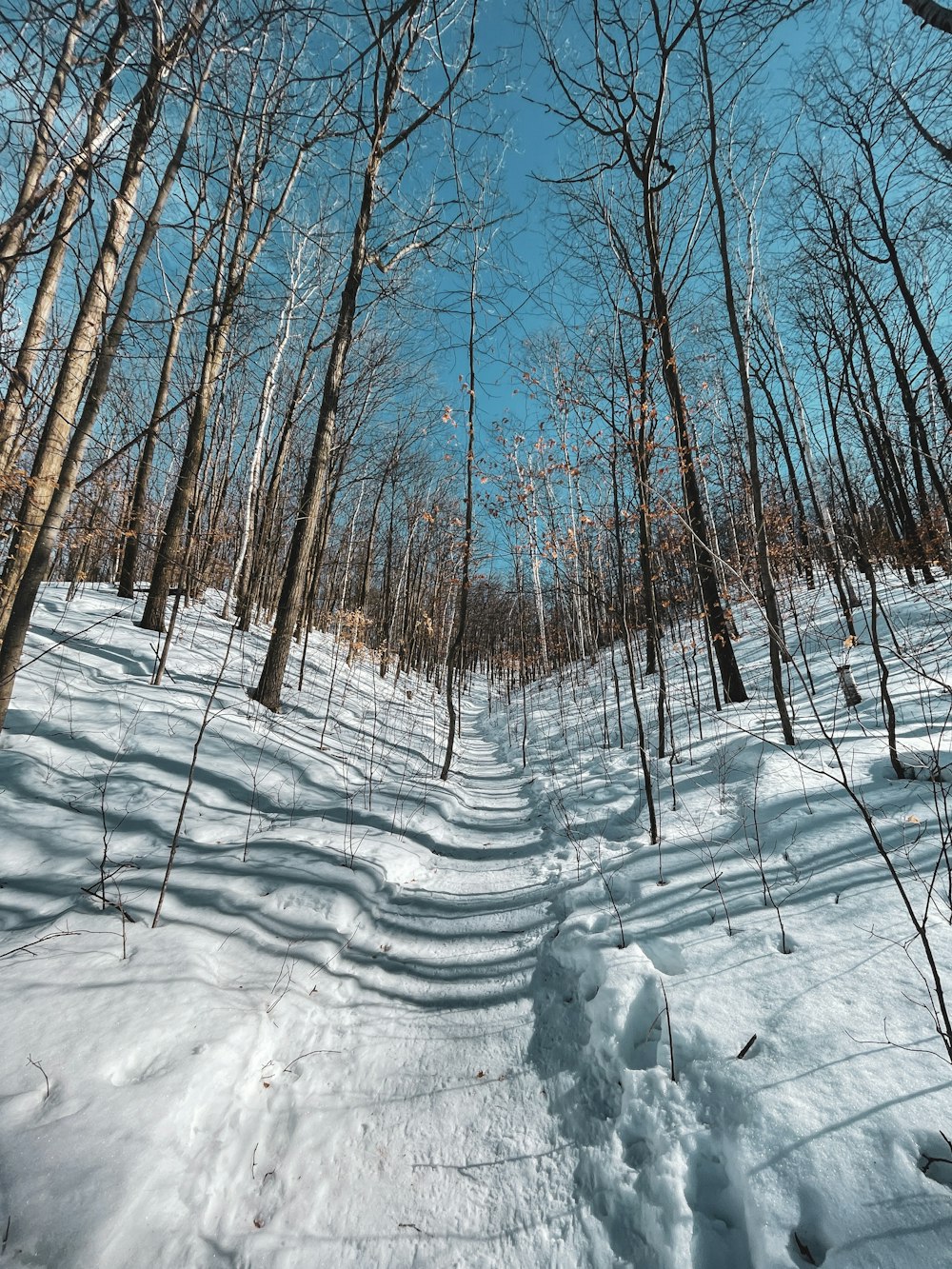 campo coperto di neve e alberi spogli durante il giorno