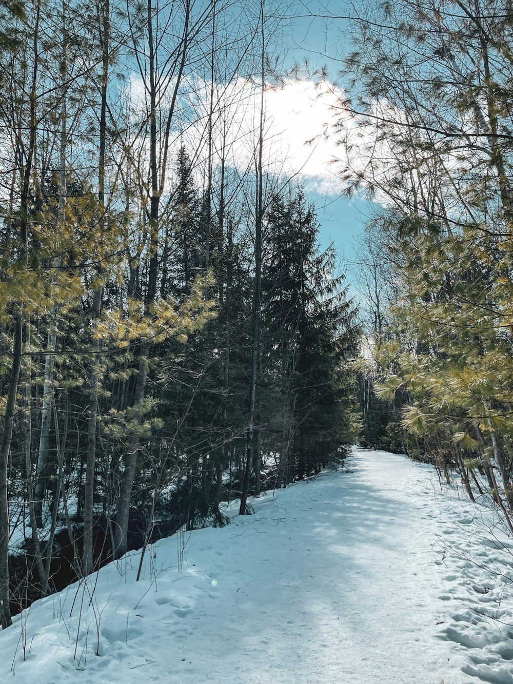 green trees on snow covered ground during daytime