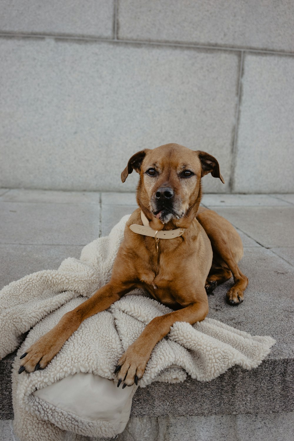 brown short coated dog lying on white textile