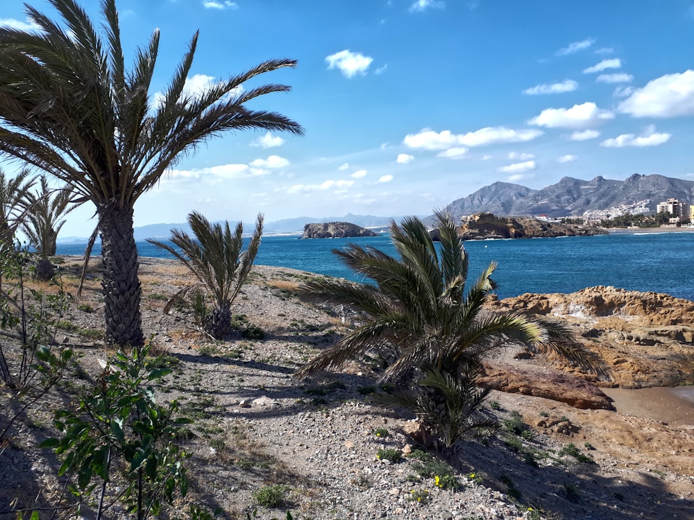 green trees near body of water during daytime