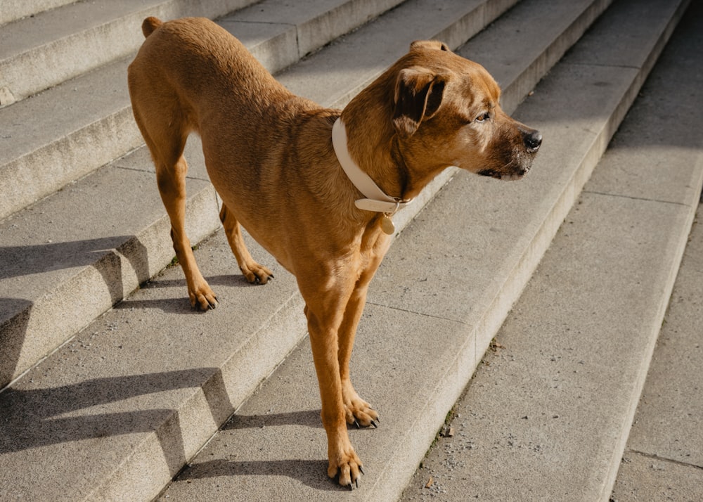 brown short coated dog on gray concrete road