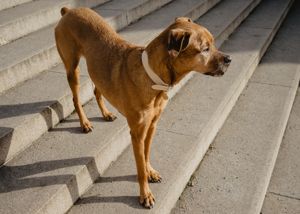 brauner kurzhaariger Hund auf grauer Betonstraße