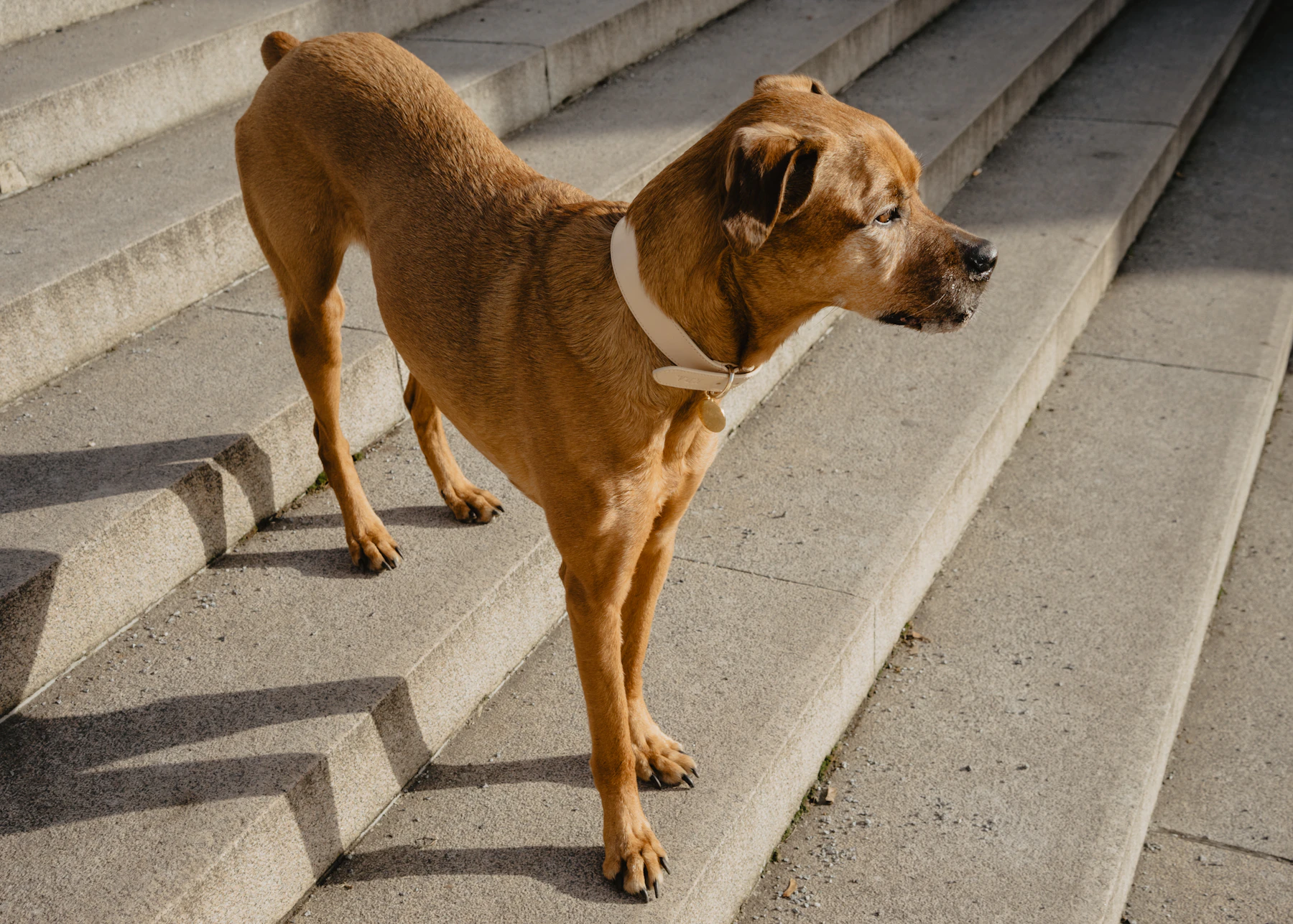 A tan short-haired dog standing on stone steps in a pale collar