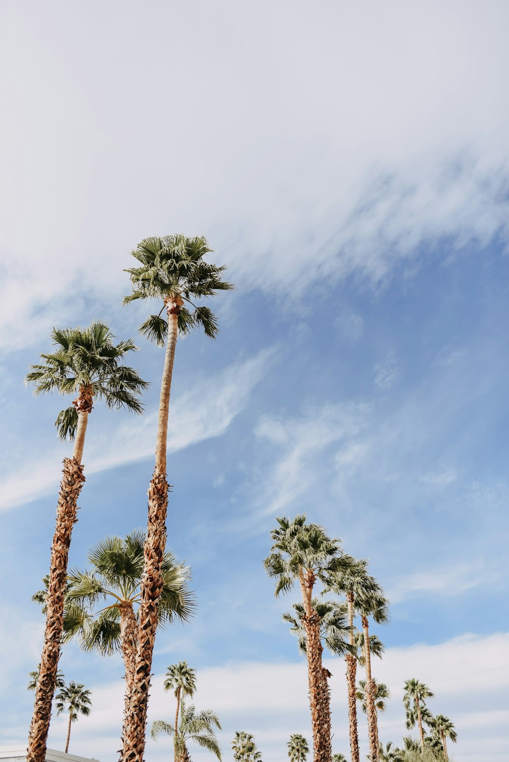 green and brown palm tree under white clouds