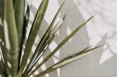 green plant on white textile