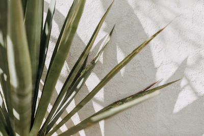 green plant on white textile
