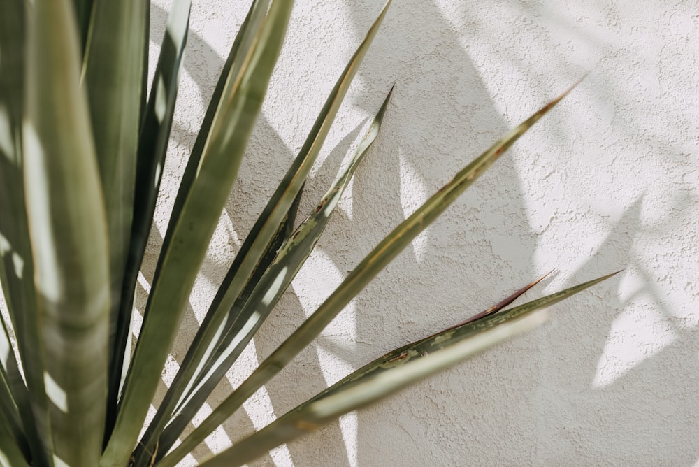 planta verde no têxtil branco