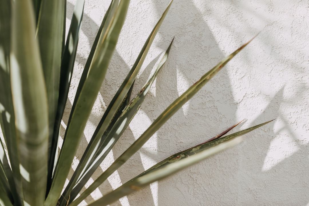 green plant on white textile, Shadow Play / Palm Springs