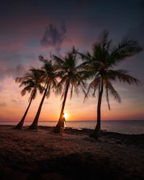palm tree near body of water during sunset