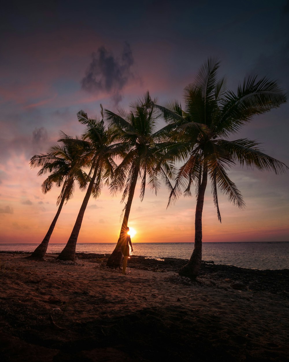 palmeira perto do corpo de água durante o pôr do sol