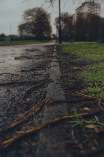 fallen sticks