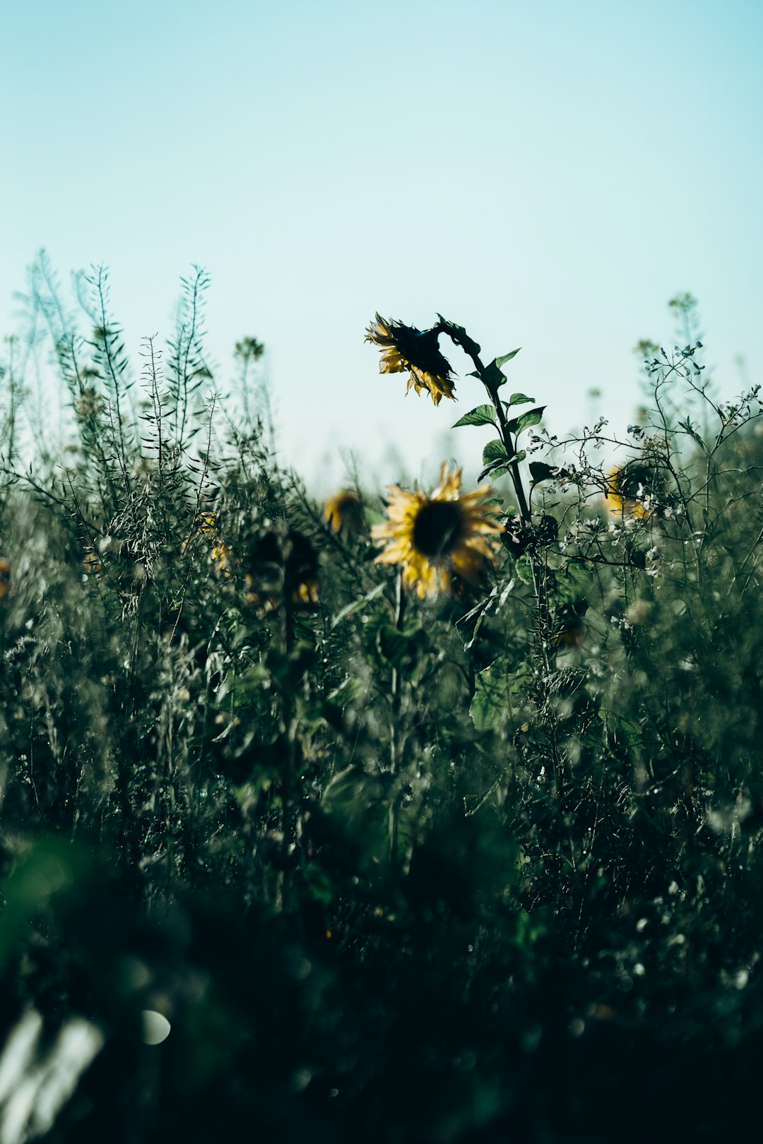 yellow sunflower in tilt shift lens