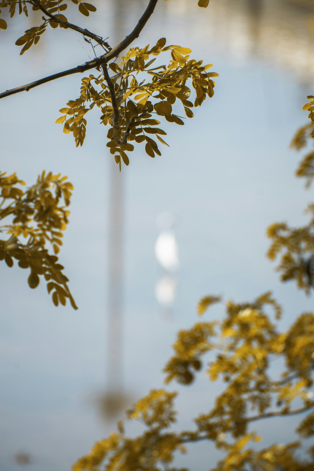 brown leaves on brown stem during daytime