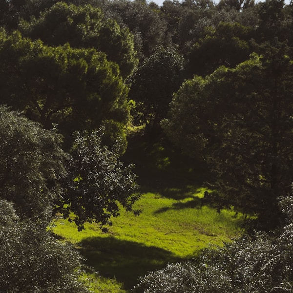 green trees on green grass field during daytime