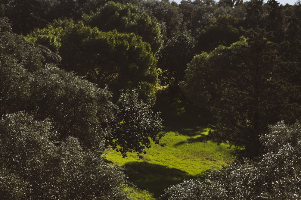 green trees on green grass field during daytime