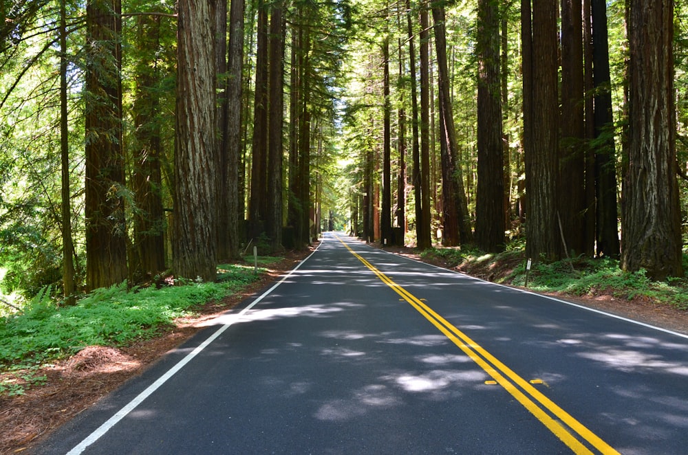 black asphalt road between green trees during daytime