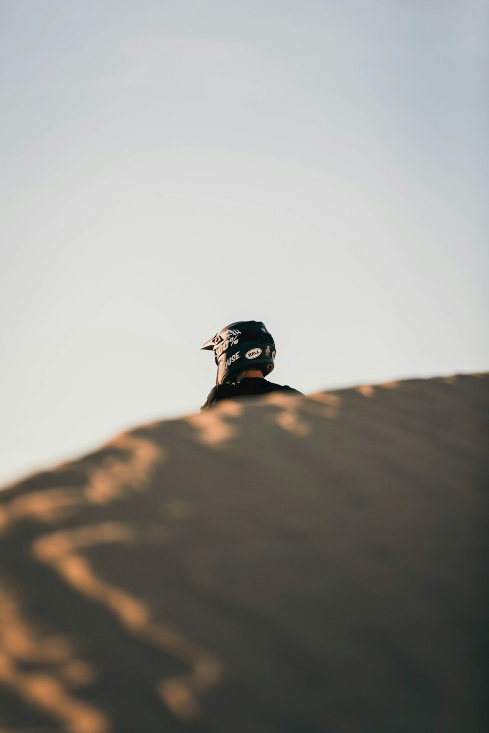 black and white bird on brown rock