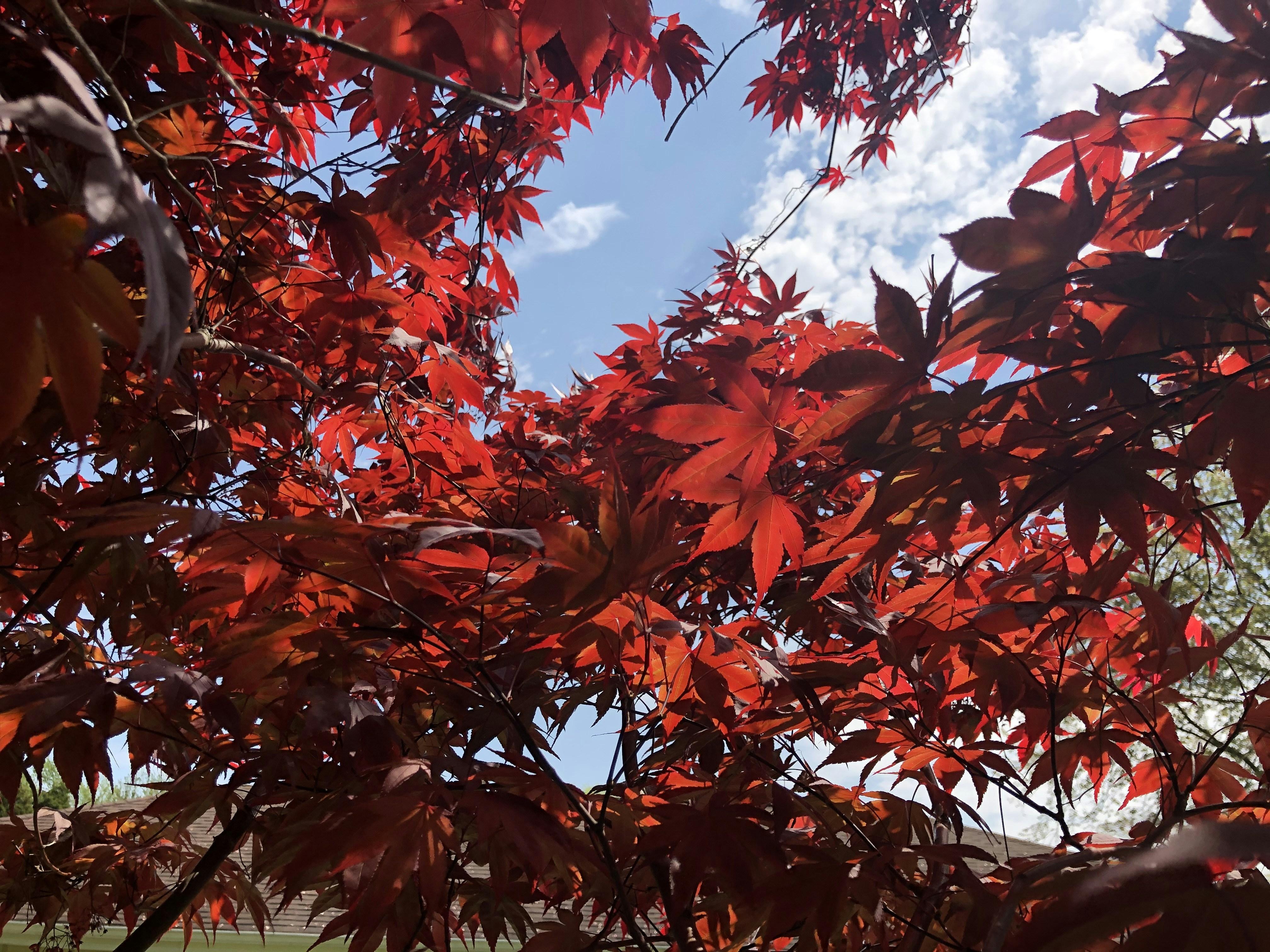 木の枝に赤い葉の写真 Unsplashの無料茶色写真