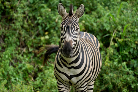 zebra standing on green grass during daytime