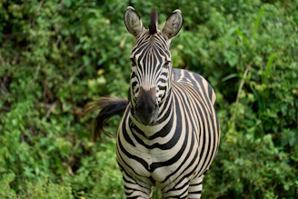 zebra standing on green grass during daytime