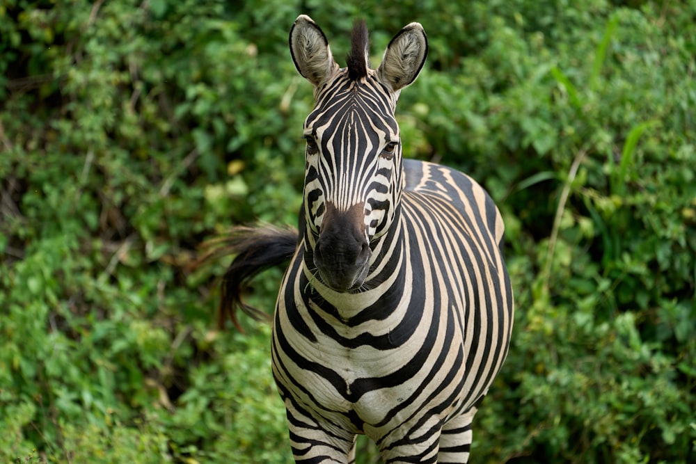 zebra standing on green grass during daytime