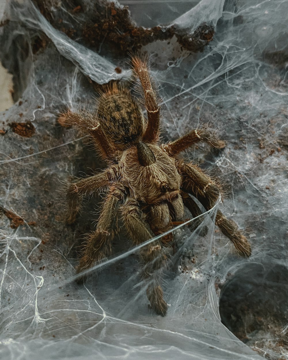 brown tarantula on gray surface