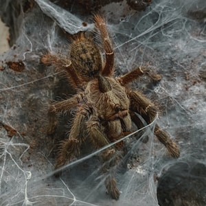 brown tarantula on gray surface