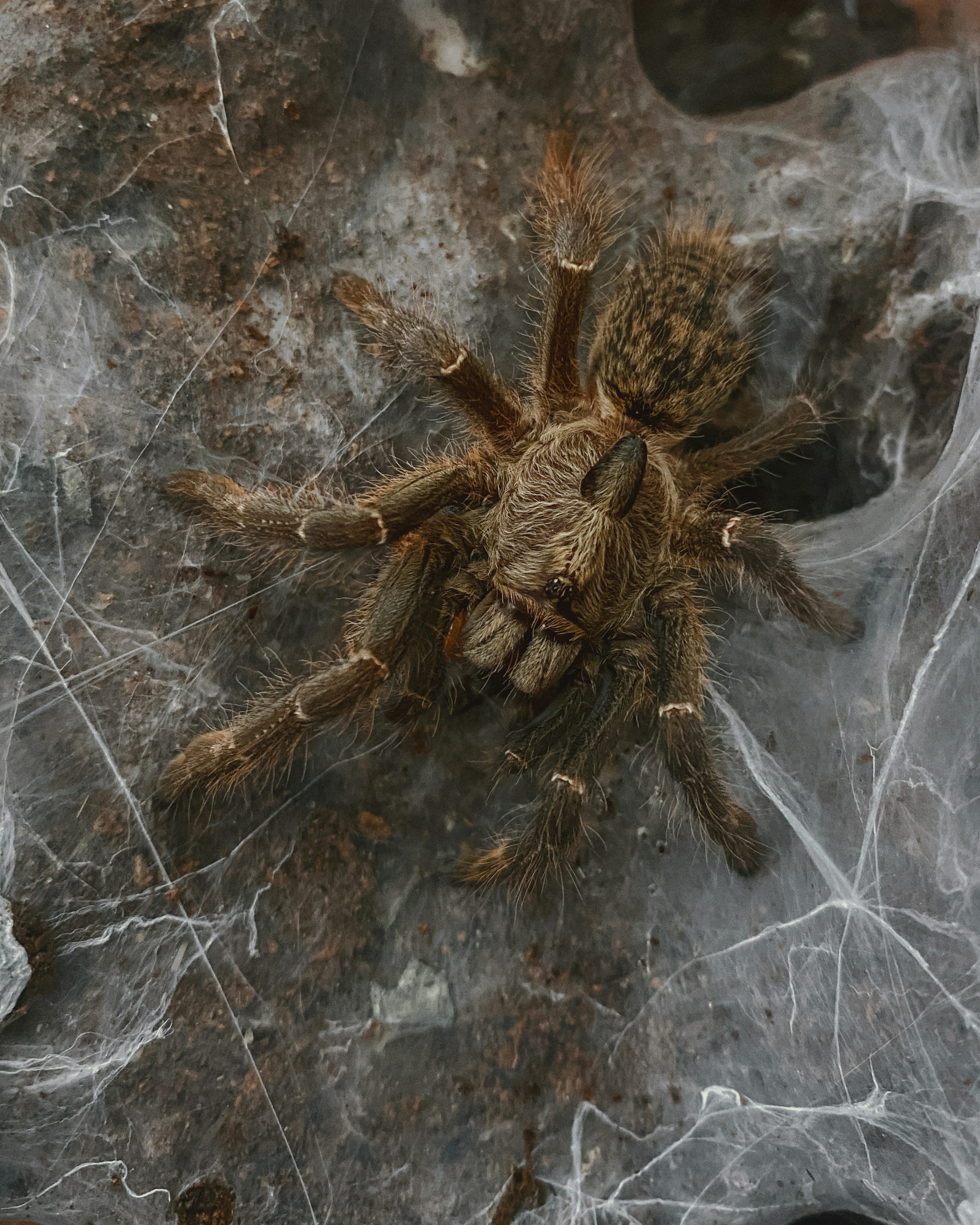 brown and black spider on gray surface