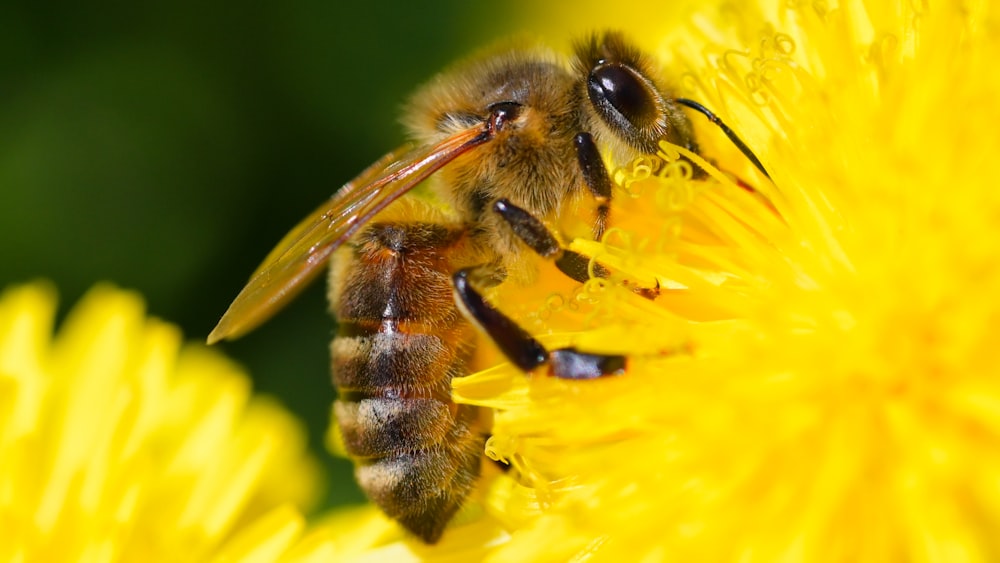 honeybee perched on yellow flower in close up photography during daytime