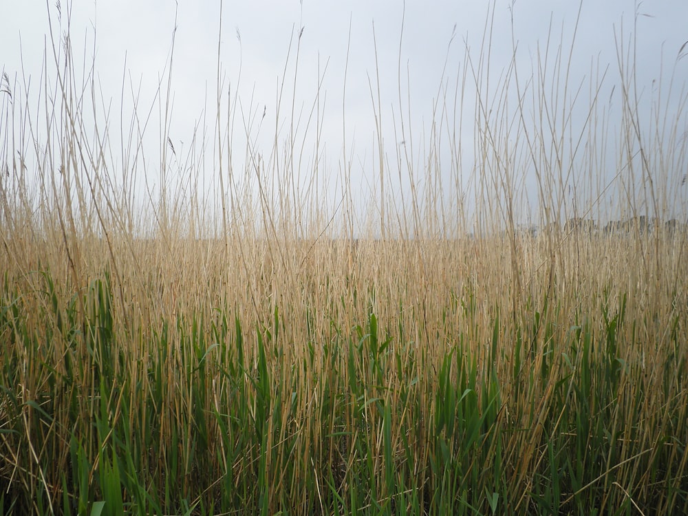 green grass field during daytime