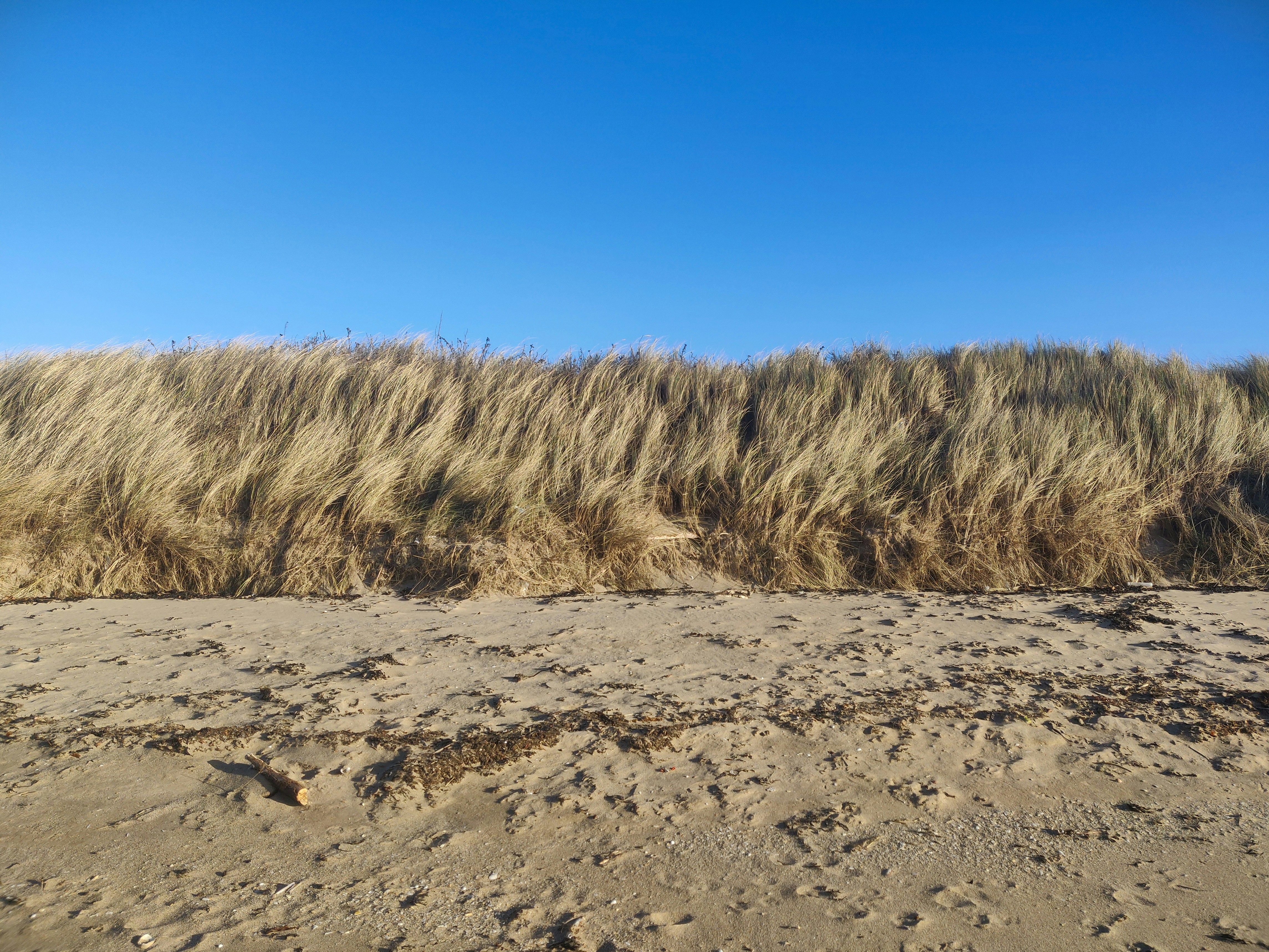brown grass field under blue sky during daytime