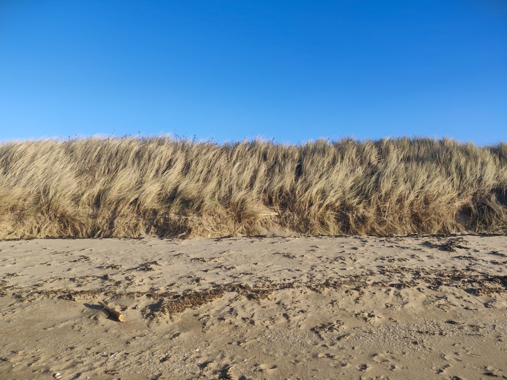 brown grass field under blue sky during daytime