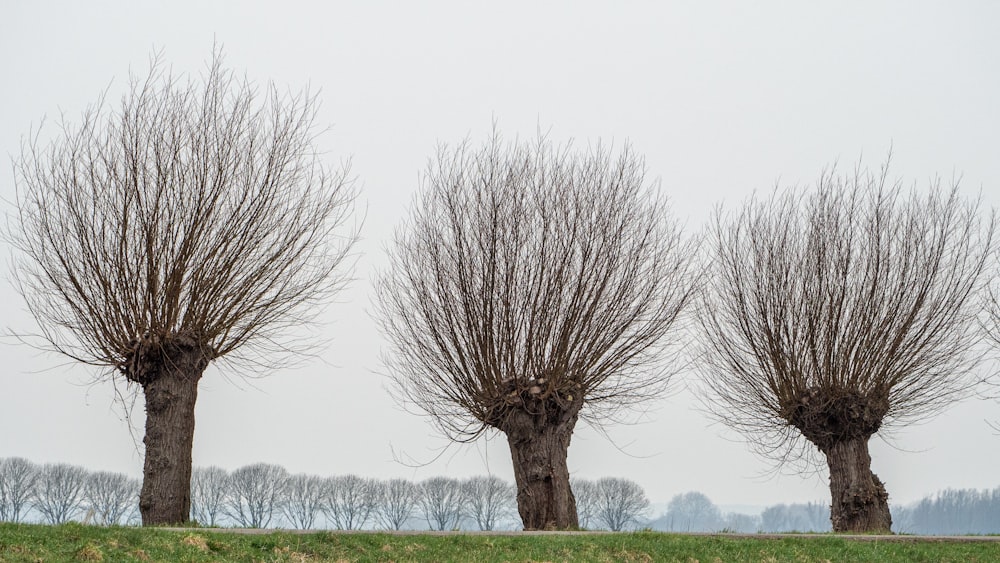 leafless tree on green grass field during daytime